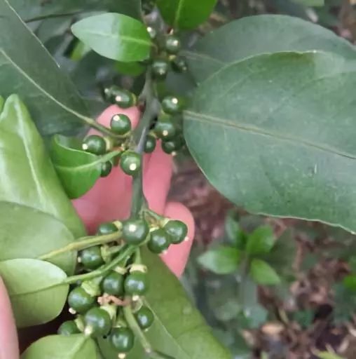 赤霉素在柑桔上有什么作用,柑橘农药100个基础知识