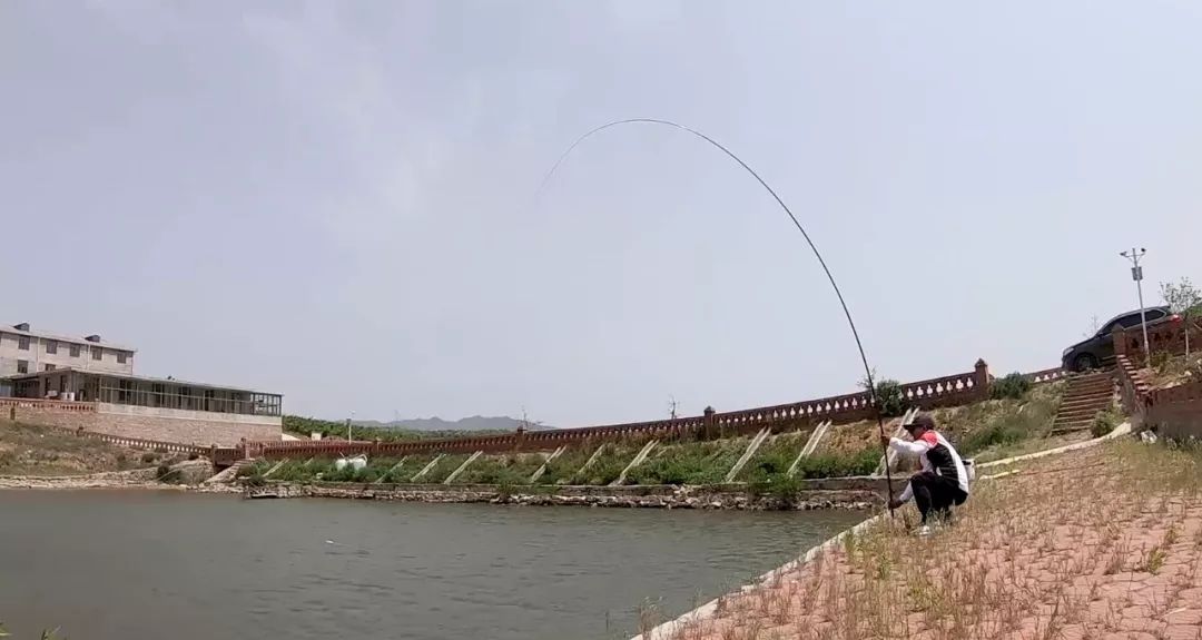 钓获超大鲤鱼,红狼亚洲鲤鱼竿钓重测评