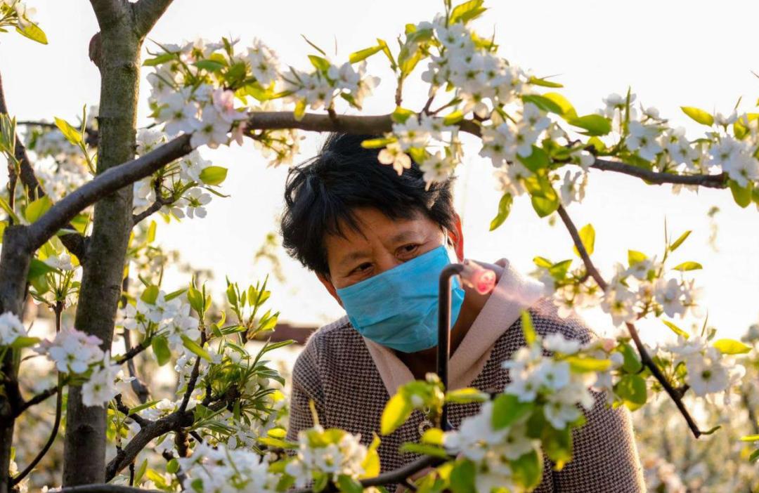 清明小长假，阜城周边踏青赏花攻略！