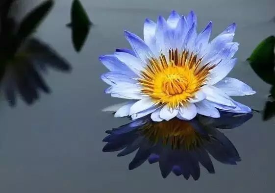 世界上最昂贵的花一朵价值1500万,世界上最高贵的花典雅图文