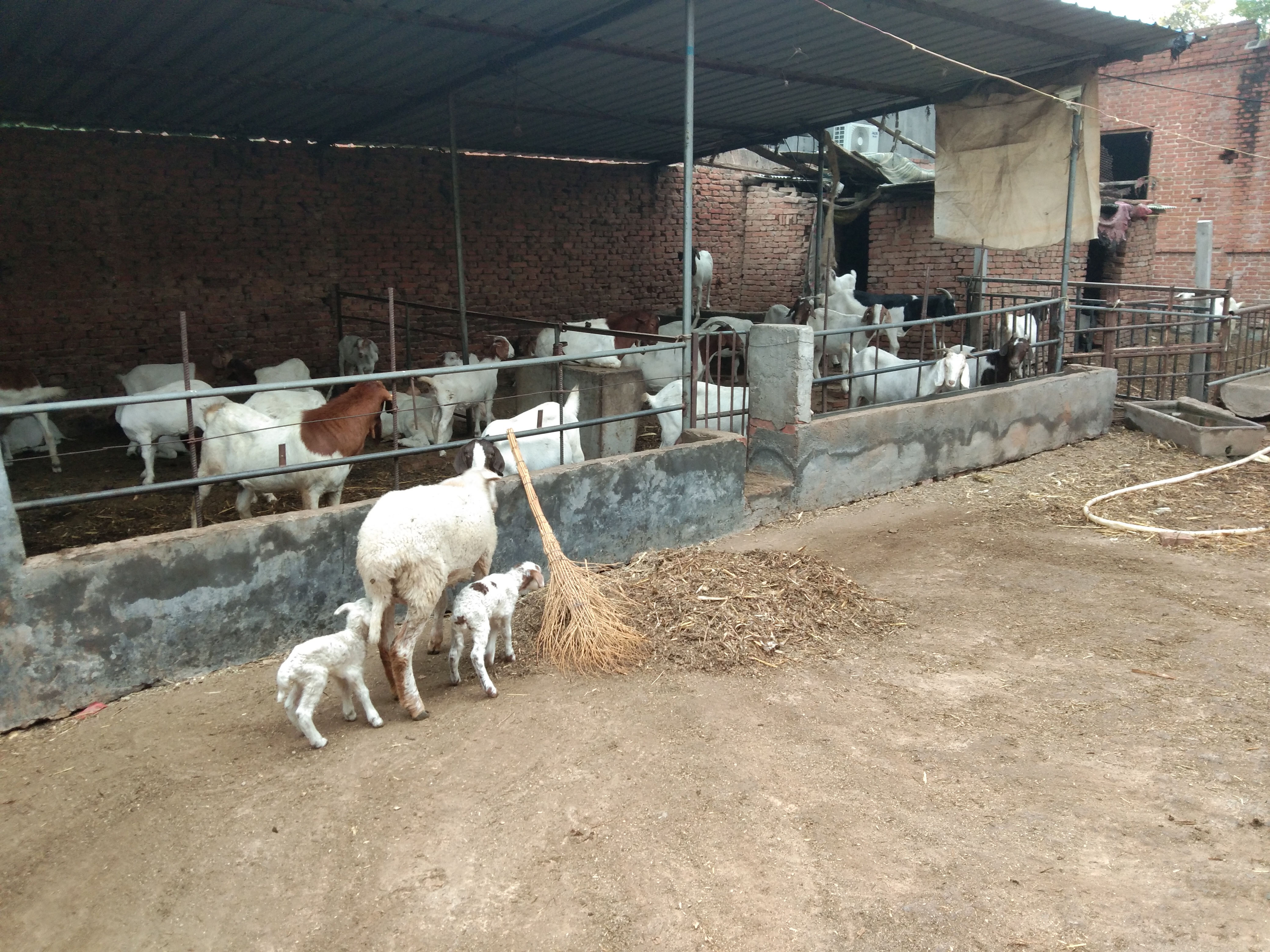 养猪和养羊这两个养殖业哪个挣钱,养猪一年能赚十万元吗