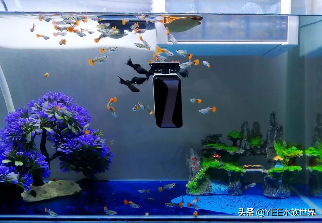 微观除藻最有效的方法,除藻工具