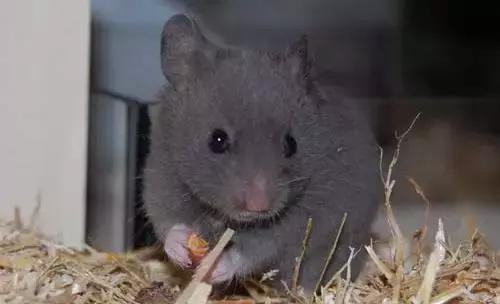 仓鼠种类大仓鼠,仓鼠的详细资料仓鼠的种类