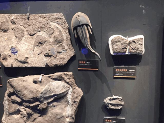 开放首日实探国家海洋博物馆，史上最抢手博物馆究竟长什么样