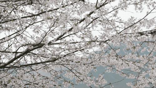 杭州大叔包下一座山谷造民宿,杭州高山樱花民宿