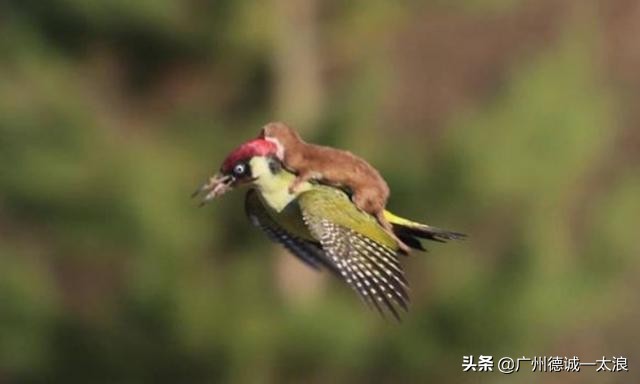 世界上十大很少见到的动物,世界上最受欢迎的动物排行榜