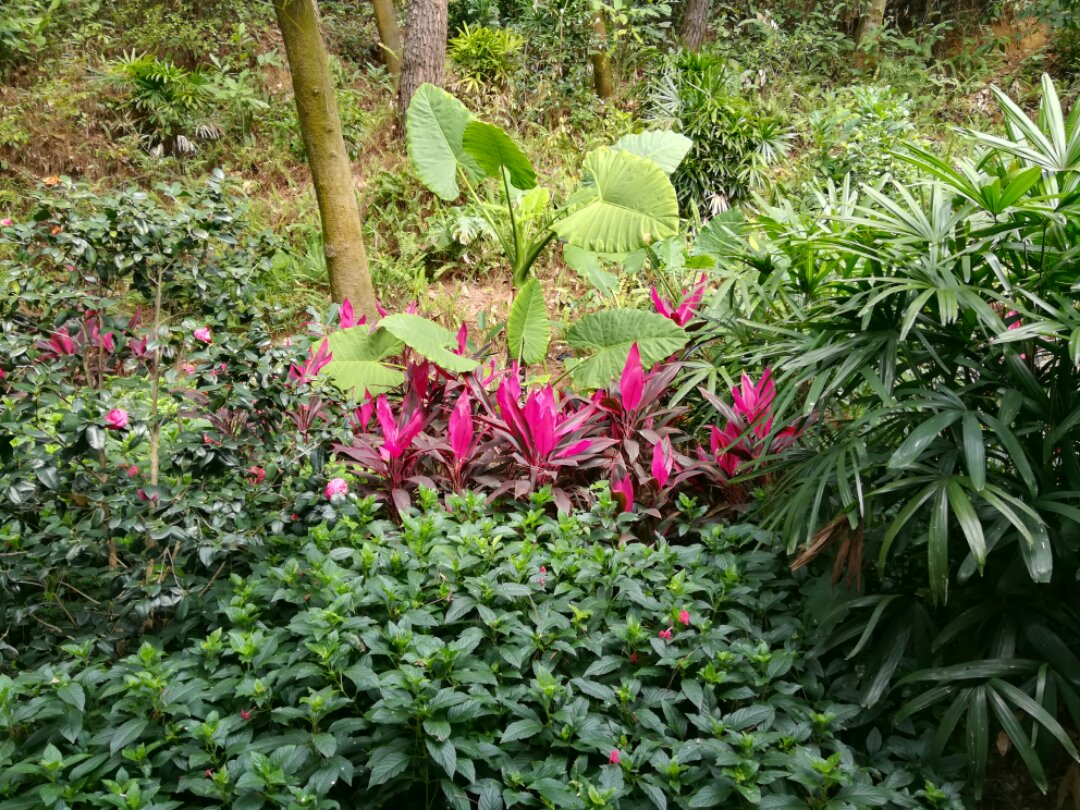 青秀山奇幻之旅,南宁2022奇妙之旅