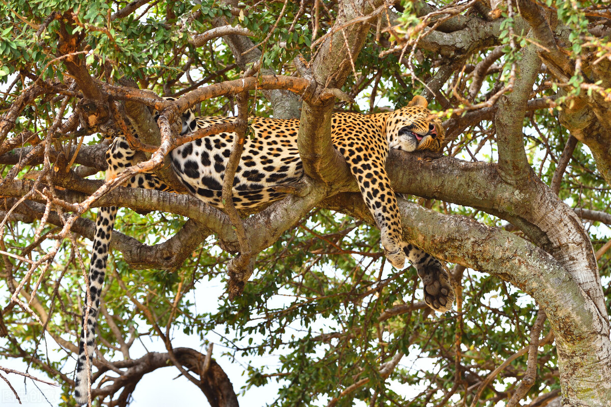 杭州逃逸金钱豹,杭州金钱豹出逃怎么处罚
