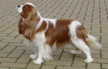 盘点那些奇形怪状的狗狗,十种狗狗比起来哪种狗狗最厉害呢