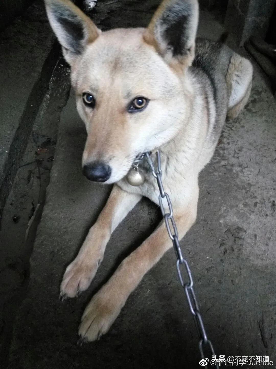 中华田园犬小时候的可爱图片,中华田园犬颜值天花板小奶狗