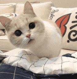 谁这么缺德原版,谁这么缺德原版视频