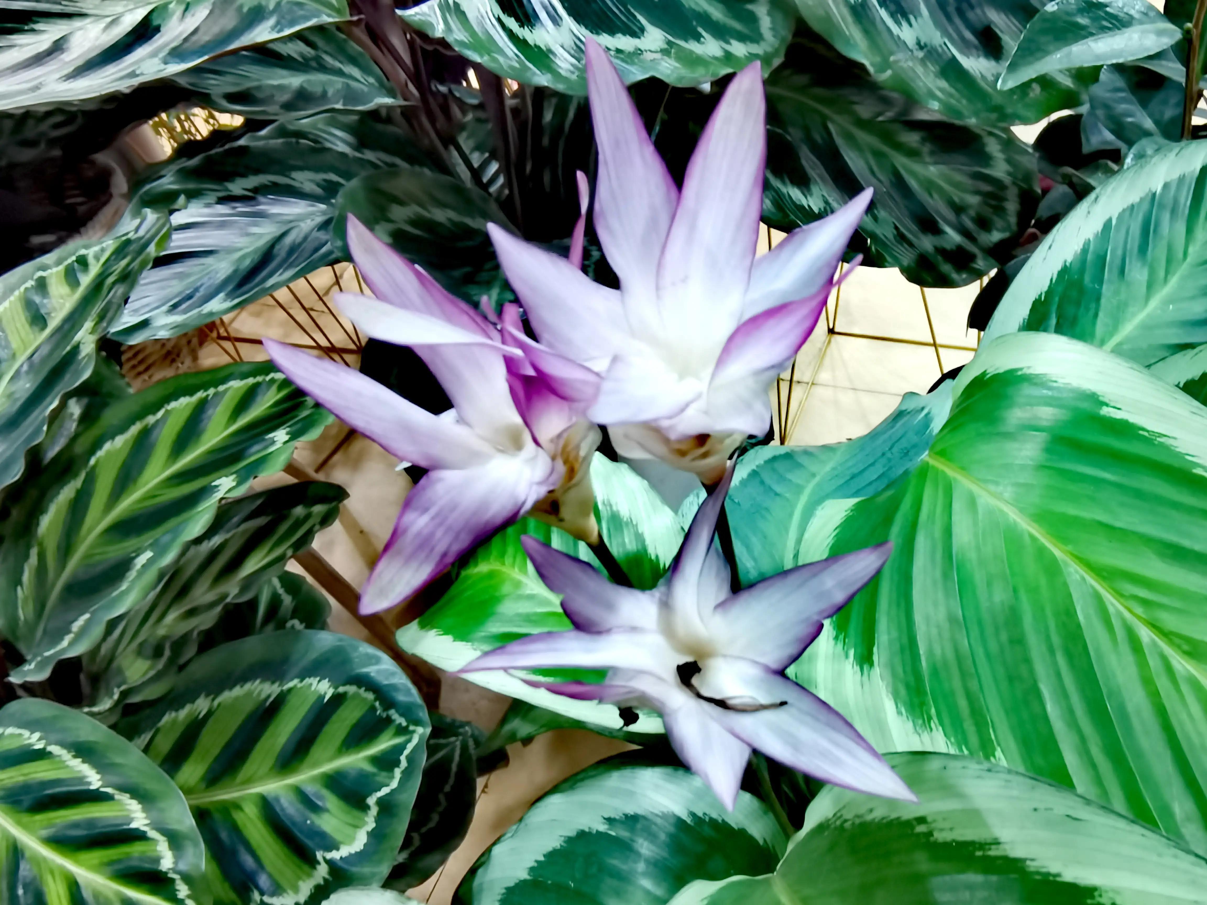 沈阳花卉市场搬哪去了,沈阳花卉市场批发各种绿植