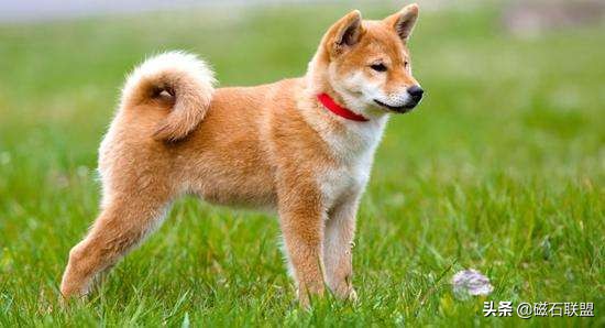 日本的宠物狗秋田,日本的国犬是什么狗