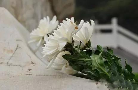 清明节雨纷纷追思故人,清明时节雨纷纷悼念故人