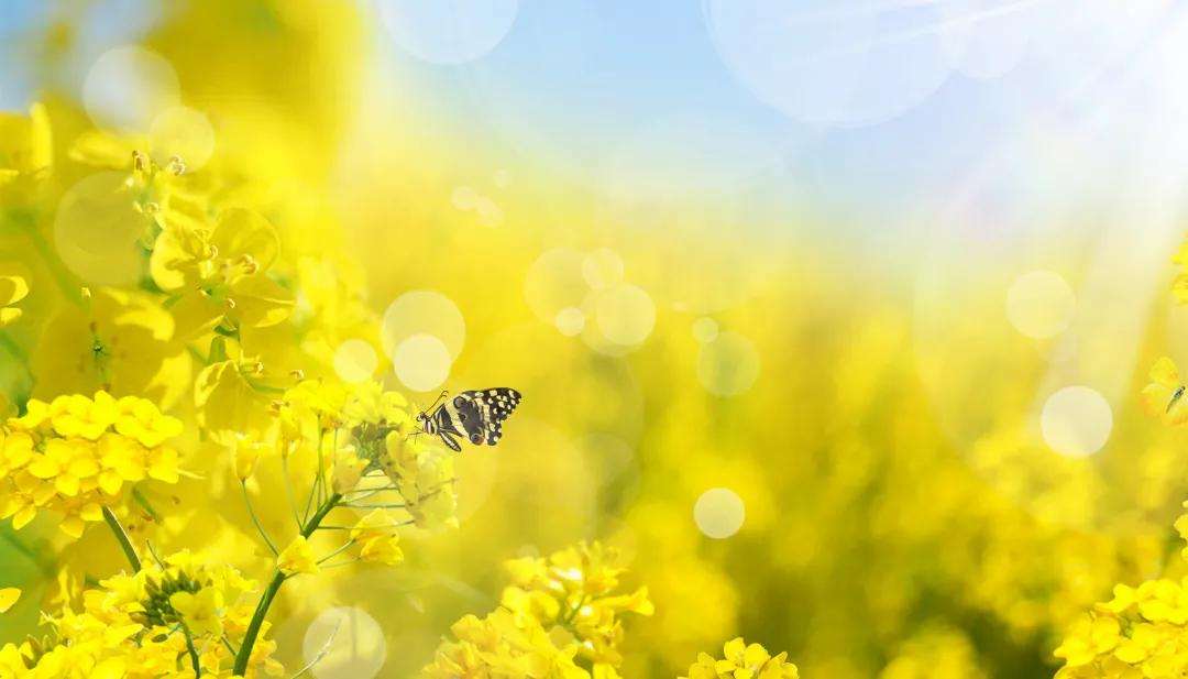 滨海生态城花海,塘沽区滨海花海