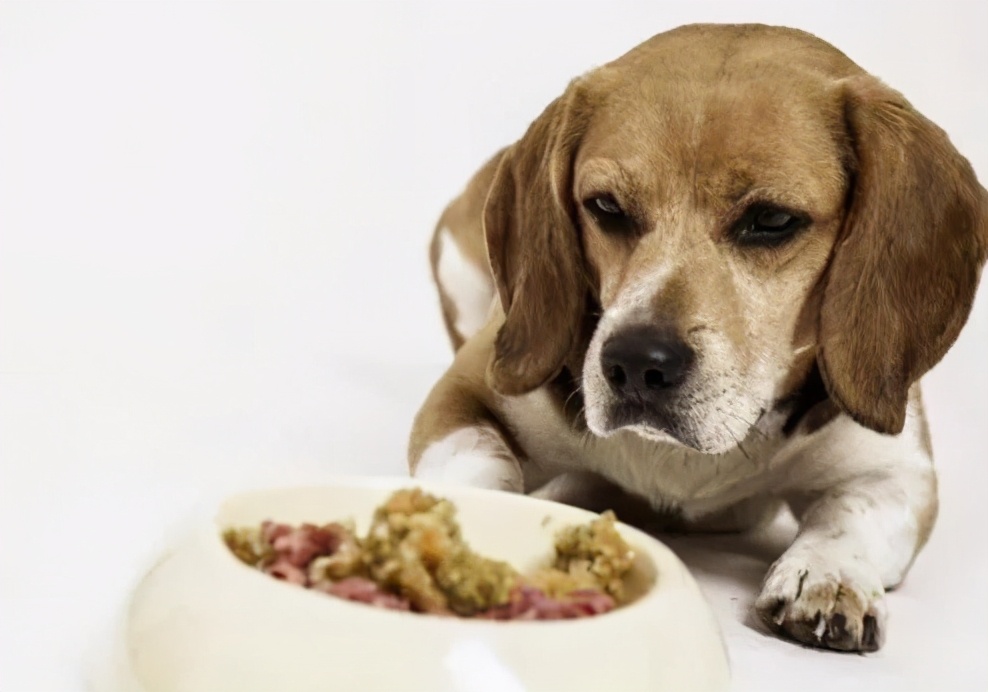 狗狗呕吐的常见原因和应对,狗狗呕吐一般是什么原因导致的呢