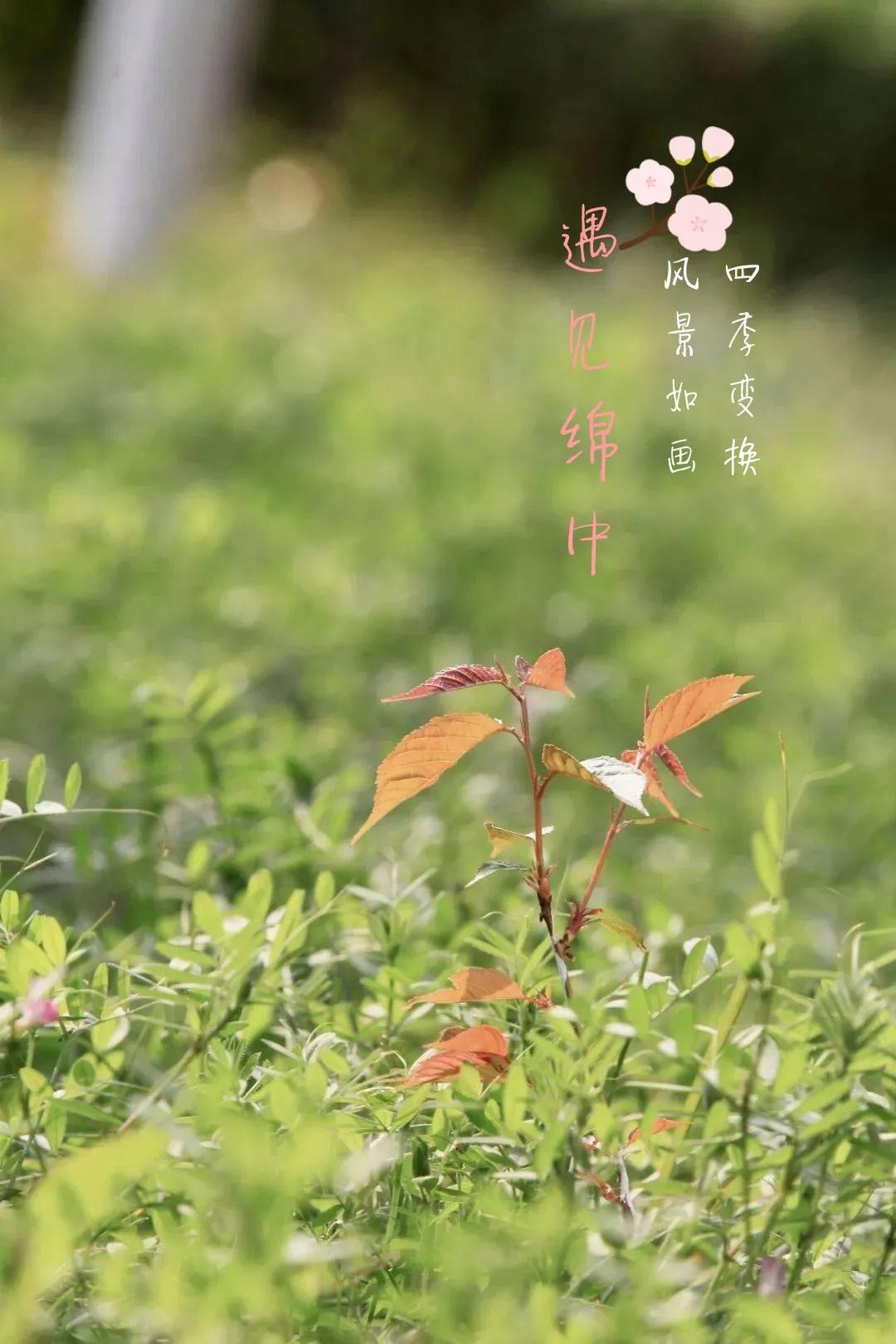 绵阳最牛初中生,绵阳最牛的初中