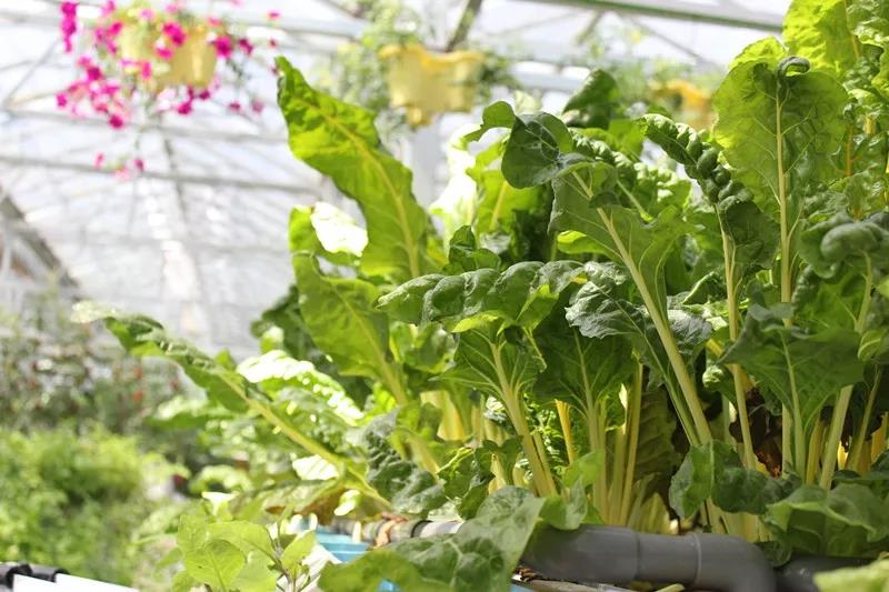 抢名额，19期中国无土栽培和土壤种植技术升级集成培训会