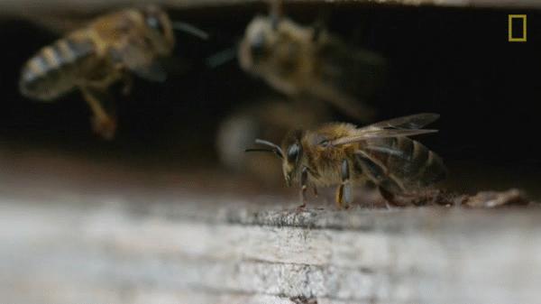 蜜蜂不为人知的小秘密,蜜蜂你不知道的秘密