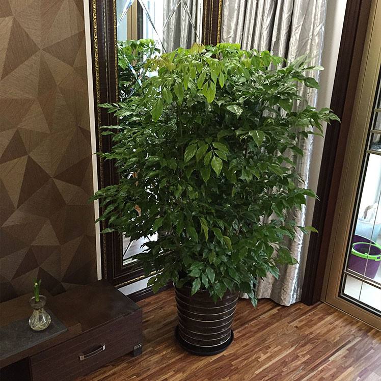 生活在钢筋水泥的丛林里,生活在钢筋水泥里