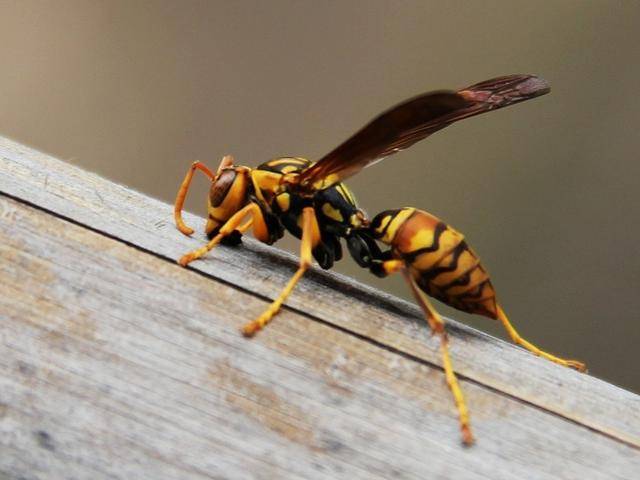 被马蜂蛰伤就医,被马蜂蛰伤休克