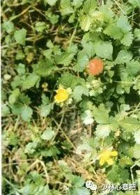 中药药材大全及功效,补肾中药大全及功效