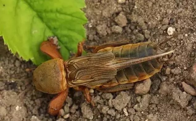 蔬菜害虫防治大全,蔬菜害虫最佳防治方法