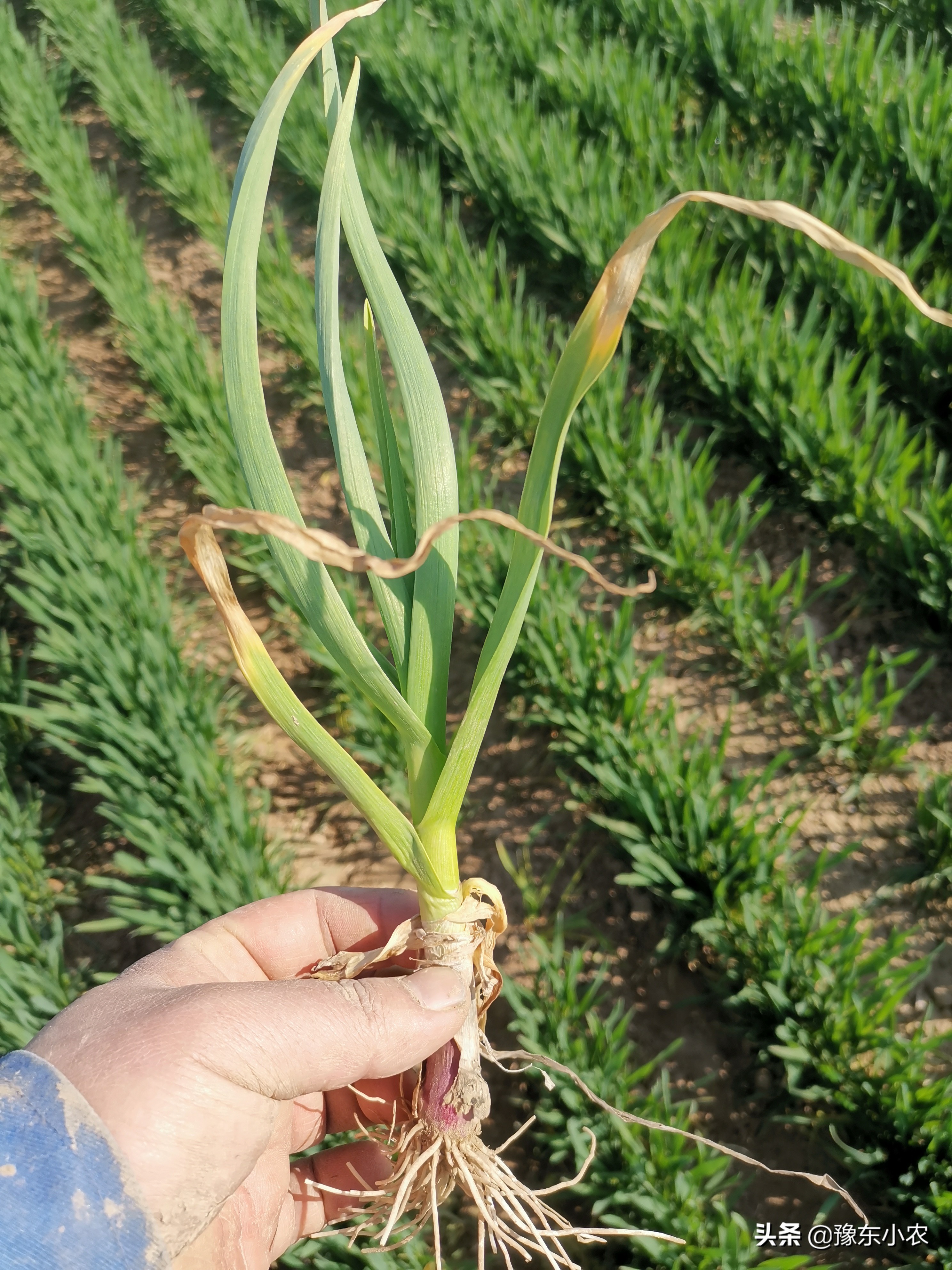 大蒜返青期根部病害,大蒜出芽后苗黄苗弱