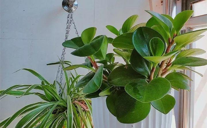 养花新手不知道养什么，就选这几种植物，轻松养爆盆