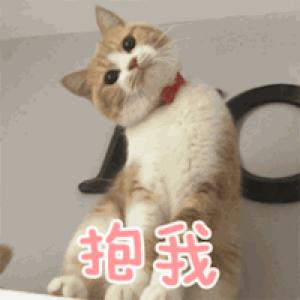 新手第1次养猫还是养狗啊,新手养猫英短银渐层喂什么猫粮