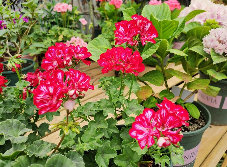 天竺葵怎么养才一年四季开爆花,天竺葵怎么养能开花不断