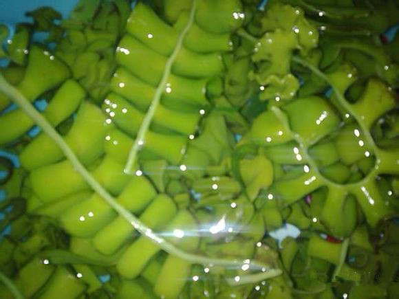 史上最全海鲜视频,史上最全海鲜贝类大全