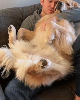 养什么狗好不爱叫,养什么狗不拆家不生病