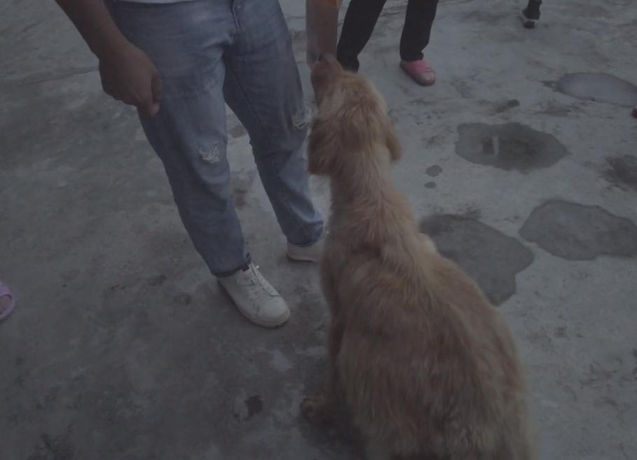 四川救狗狗后续,四川洪水狗狗救自己孩子后续