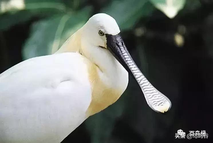 各国国鸟国宝有哪些,各国国鸟大小排名