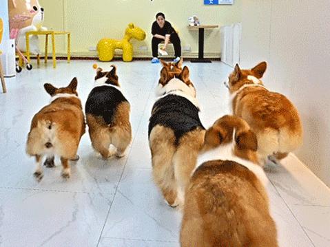 吸屁屁，短腿大耳肉嘟嘟，这家店进去就出不来了…