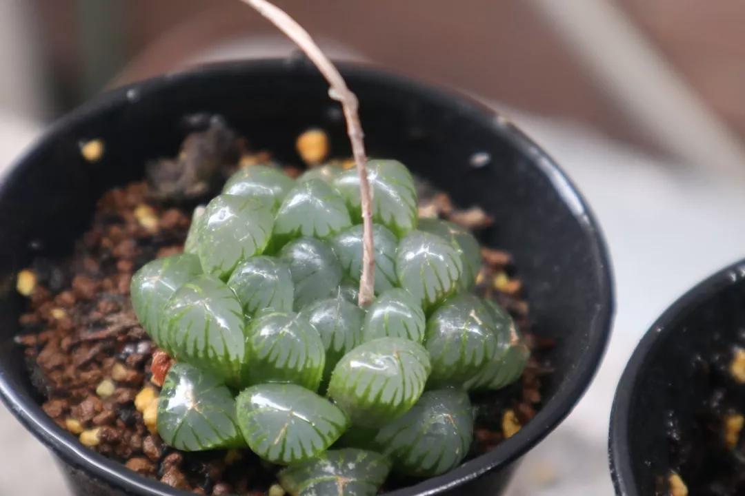 适合南方比较好养的12款多肉,养一年就开花的多肉品种