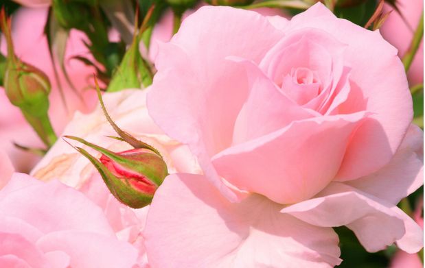 不同颜色的玫瑰代表什么花语,不同颜色玫瑰代表的寓意