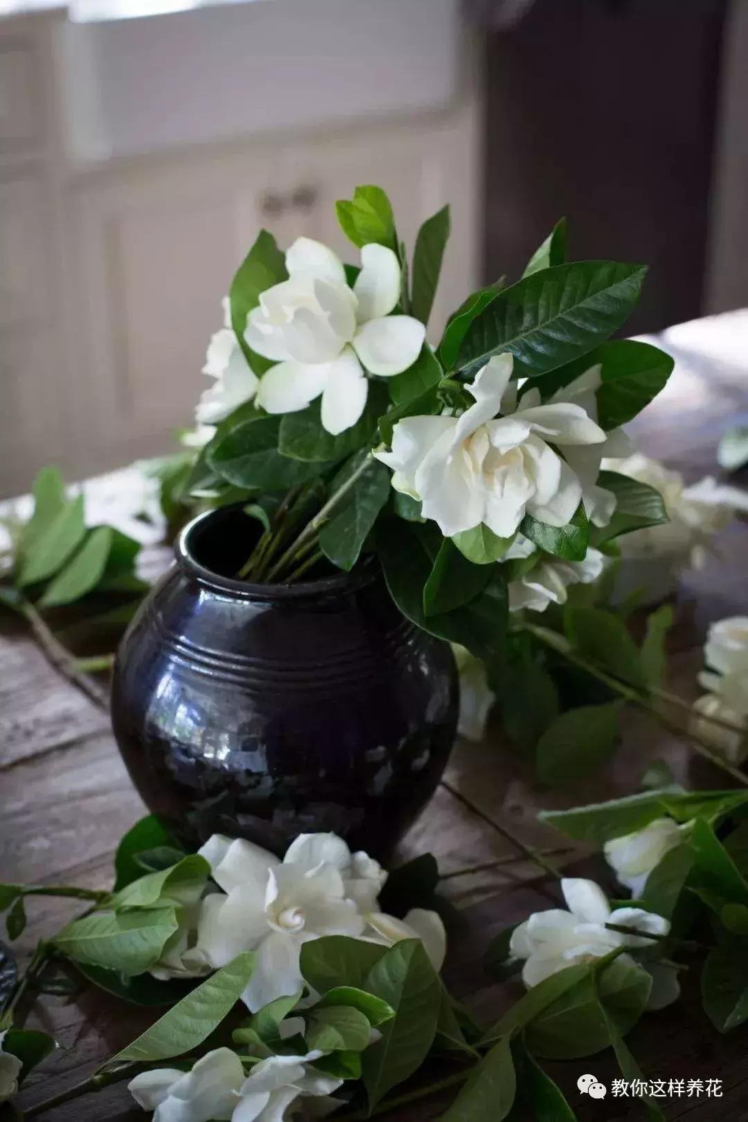 屋里阴冷适合养什么花,密封房间养什么花去味