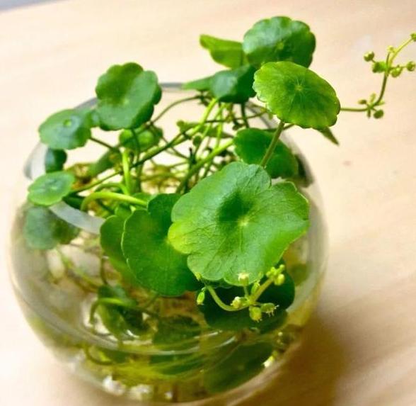 室内水培铜钱草的方法,水培植物铜钱草家里正确方法