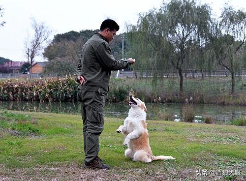 如何在家训练宠物狗犬不咬人,主人不在家如何训狗