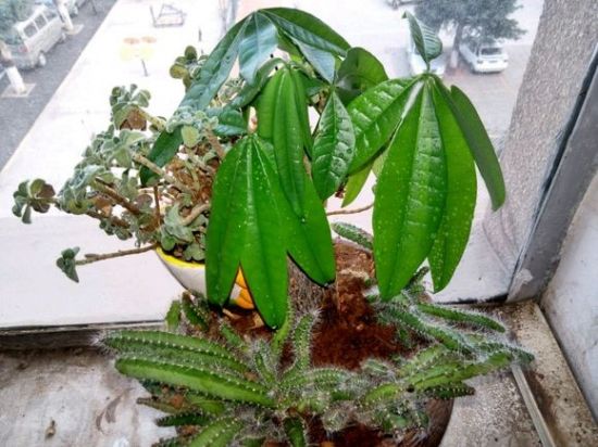 发财树叶子低垂怎么回事,发财树叶子不舒展卷曲怎么办