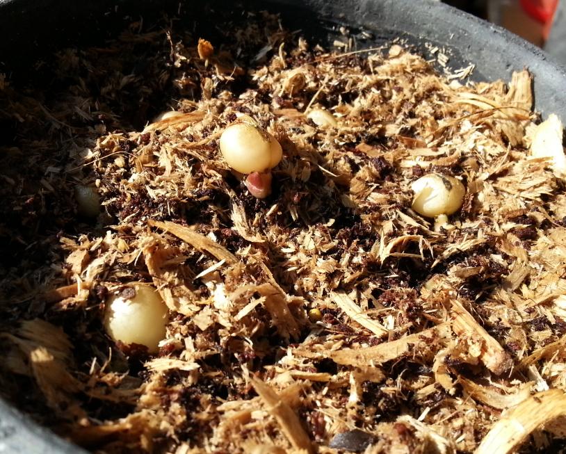 君子兰种子可以用椰糠培育吗,干透的君子兰种子怎样播种