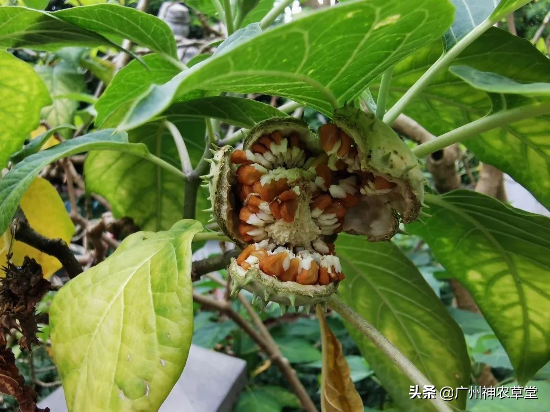 秋葵和曼陀罗长得像吗,如何辨别曼陀罗和龙葵