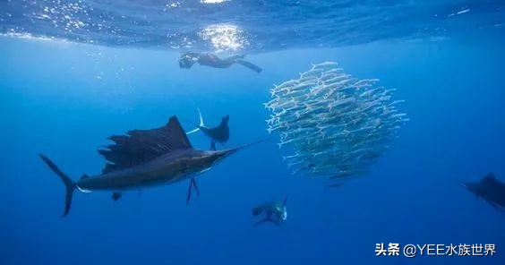 旗鱼在海洋中游动的速度可达290dm,旗鱼速度200公里