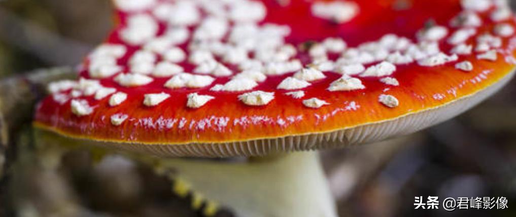 买徕卡sl2还是徕卡m10-r,徕卡sl2必买的三枚镜头