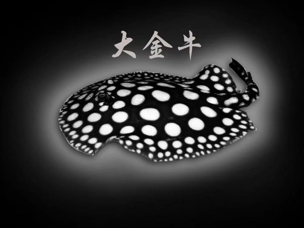 纯血皇冠繁殖技术,纯血皇冠黑白