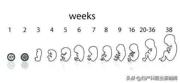 受精卵迷路之后，到底发生了什么？