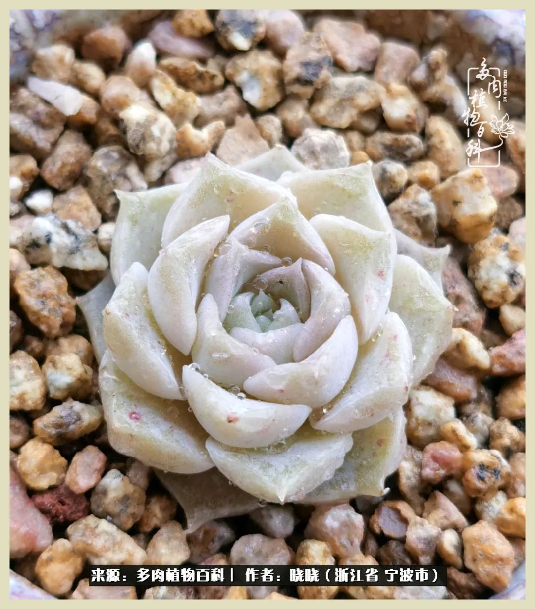 对多肉的热爱深入骨髓,当激情退却希望你依然保持热爱