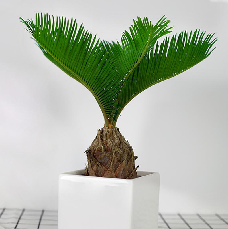 苏铁叶子特点,苏铁叶绿色怎么养